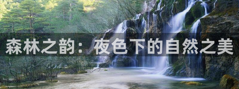 新宝gg 创造奇迹:森林之韵:夜色下的自然之美