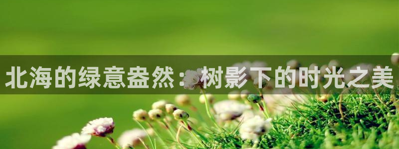 新宝GG玩家:北海的绿意盎然:树影下的时光之美