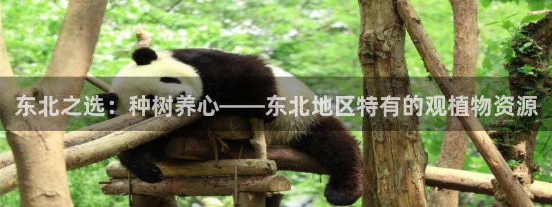 新宝GG以355051:东北之选:种树养心——东北地区特有的观植物资源