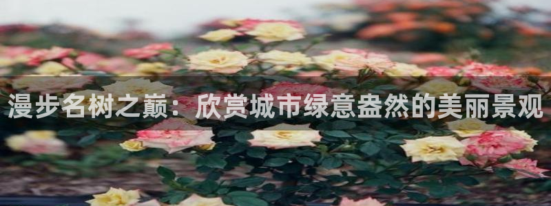 新宝gg客户登录:漫步名树之巅:欣赏城市绿意盎然的美丽景观